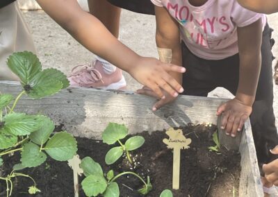 children are planting strawberries in a garden